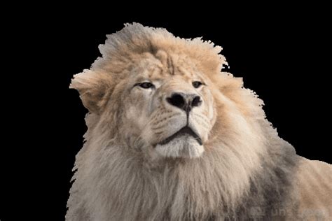 lion gif|lion gif image without background.